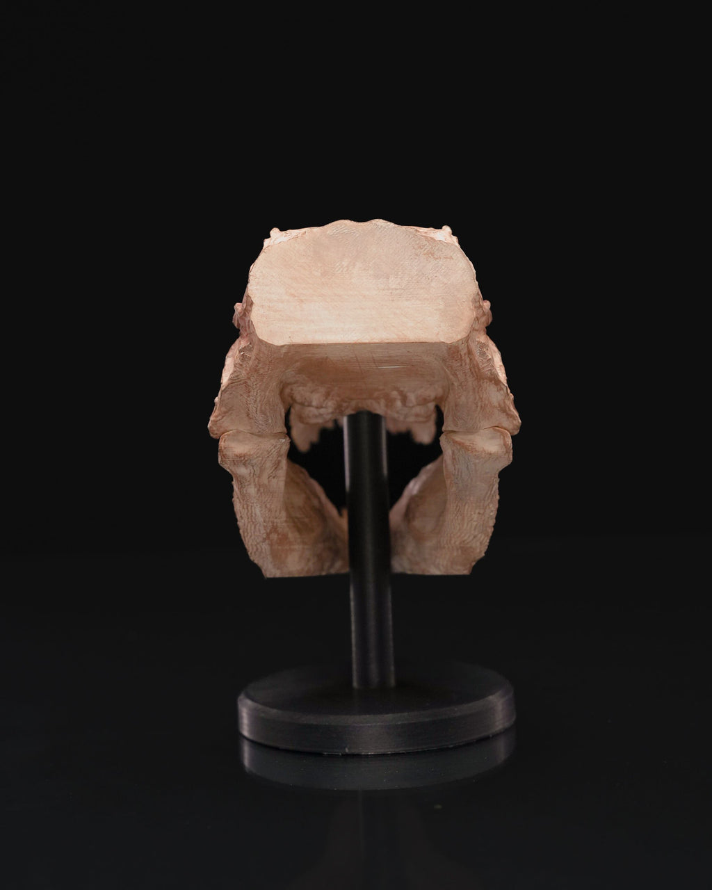 Dinosaur skull