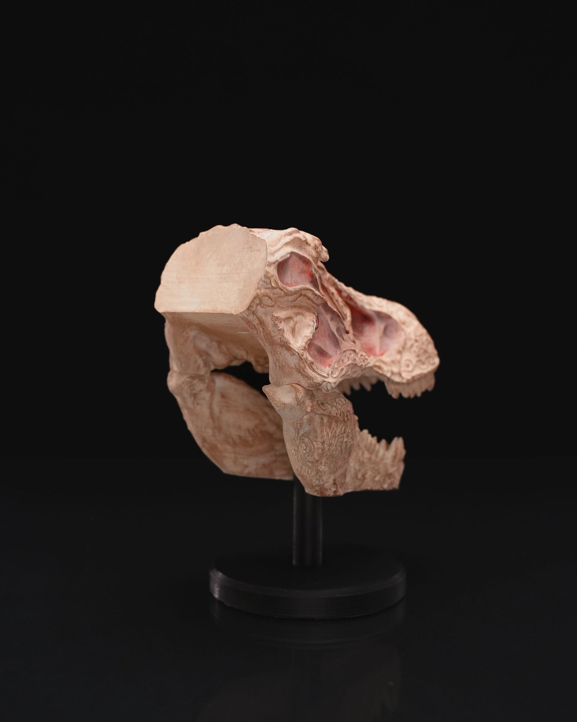 Dinosaur skull